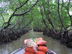 In the mangrove swamp